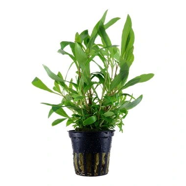 Tropica Ugens plante